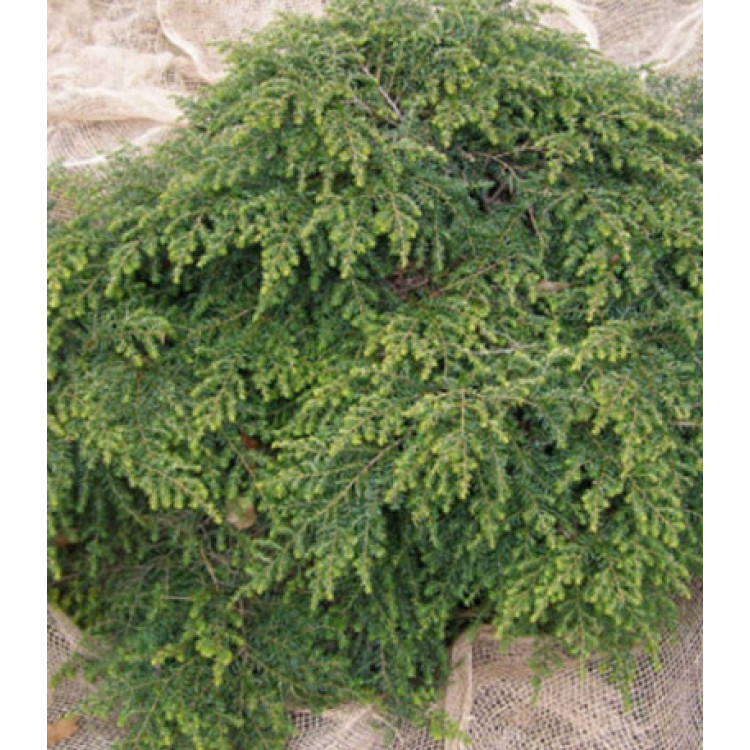 Тсуга Канадская Moll Тсуга Канадская Moll