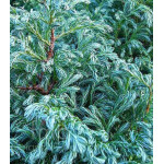 Кипарисовик Горохоплодный Boulevard Кипарисовик Горохоплодный Boulevard