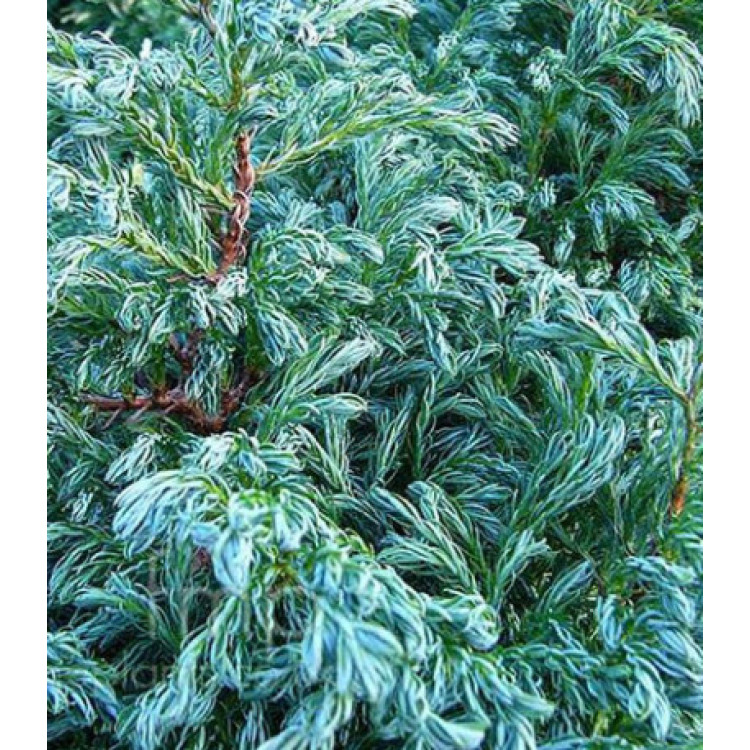 Кипарисовик Горохоплодный Boulevard Кипарисовик Горохоплодный Boulevard