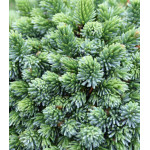 Ель Сербская Pimoko Ель Сербская Pimoko