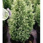 Кипарисовик Лавсона Snow White Кипарисовик Лавсона Snow White