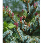 Ель Обыкновенная Европейская Bicolor Ель Обыкновенная Европейская Bicolor