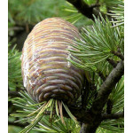 Кедр Гималайский Кедр Гималайский