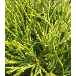 Кипарисовик Горохоплодный Filifera Sungold Кипарисовик Горохоплодный Filifera Sungold