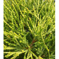 Кипарисовик Горохоплодный Filifera Sungold