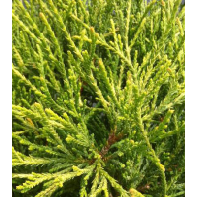 Кипарисовик Горохоплодный Filifera Sungold