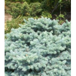 Ель Голубая Колючая Erich Flahm Ель Голубая Колючая Erich Flahm