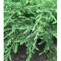 Можжевельник Обыкновенный Green Carpet