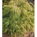 Кипарисовик Лавсона Sunkist Кипарисовик Лавсона Sunkist