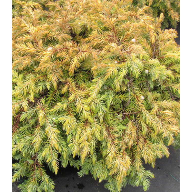 Можжевельник Прибрежный All Gold Можжевельник Прибрежный All Gold