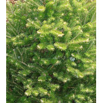 Пихта Корейская Molli Пихта Корейская Molli