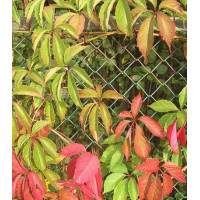 Вин��град девичий Пятилисточковый