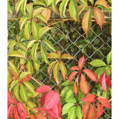 Вин��град девичий Пятилисточковый