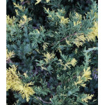 Можжевельник Китайский Expansa Variegata Можжевельник Китайский Expansa Variegata