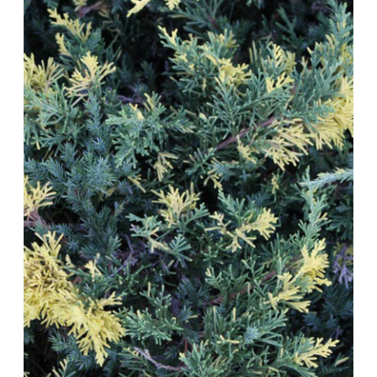 Можжевельник Китайский Expansa Variegata Можжевельник Китайский Expansa Variegata