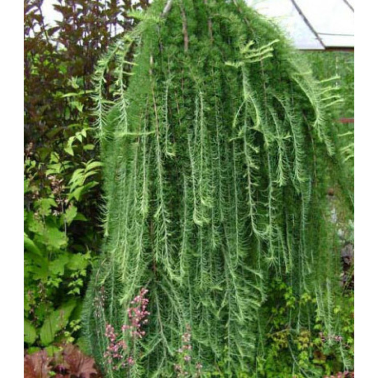 Лиственница Японская Лиственница Японская