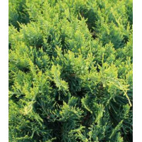 Можжевельник Виргинский Golden Spring