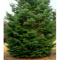 Пихта Цельнолистная