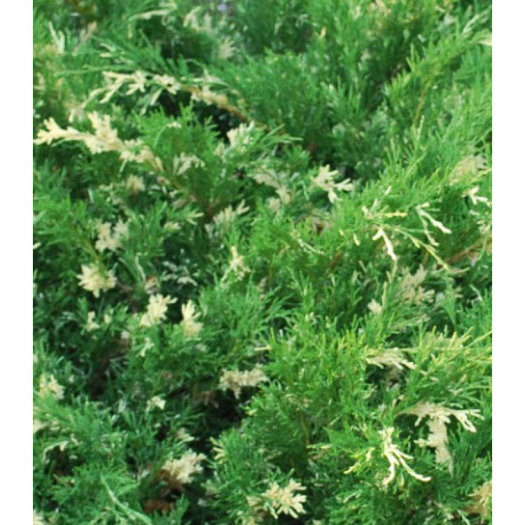 Можжевельник Горизонтальный Variegata Можжевельник Горизонтальный Variegata