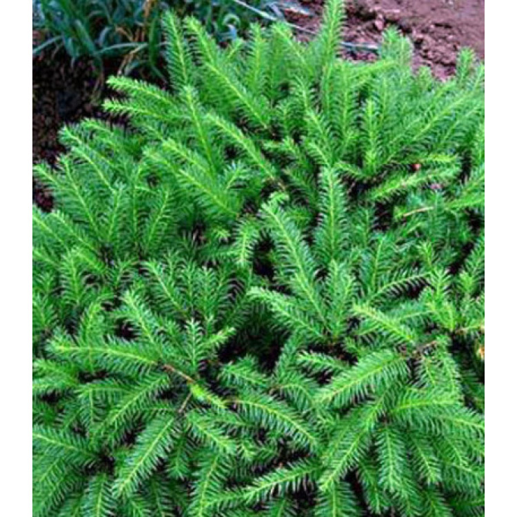 Ель Обыкновенная Европейская Echiniformis Ель Обыкновенная Европейская Echiniformis