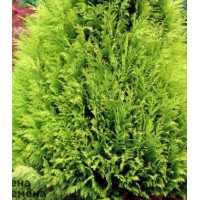 Кипарисовик Лавсона Stardust