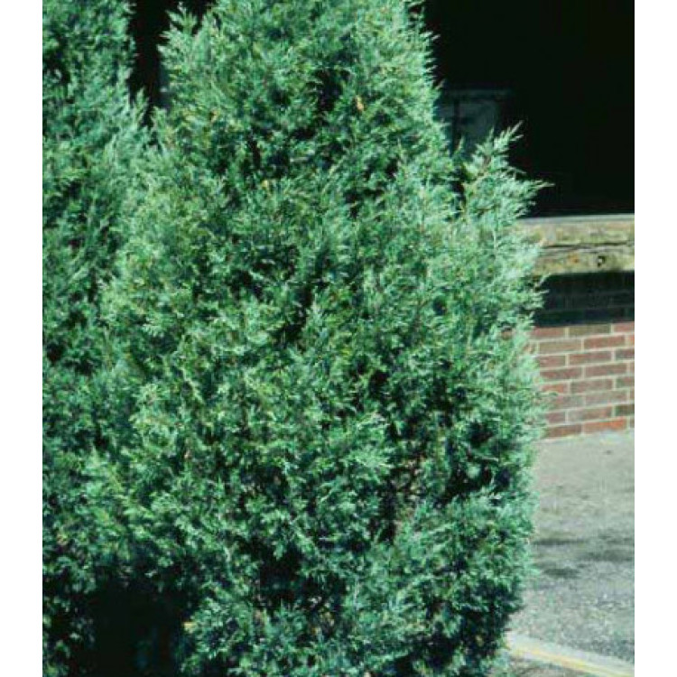 Можжевельник Виргинский Glauca