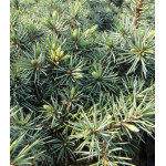 Ель Голубая Колючая Mecki Ель Голубая Колючая Mecki