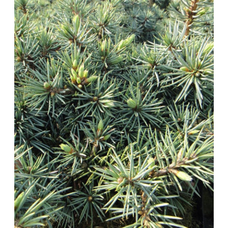 Ель Голубая Колючая Mecki Ель Голубая Колючая Mecki