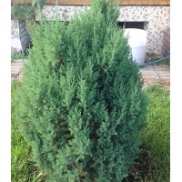 Можжевельник Китайский Stricta