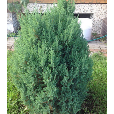Можжевельник Китайский Stricta