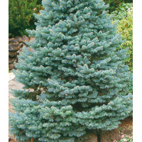 Пихта Горная Compacta
