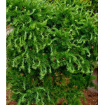 Лиственница Европейская Horstmann Recurved Лиственница Европейская Horstmann Recurved