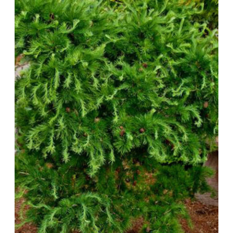 Лиственница Европейская Horstmann Recurved Лиственница Европейская Horstmann Recurved