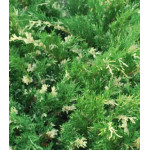 Можжевельник Горизонтальный Variegata Можжевельник Горизонтальный Variegata