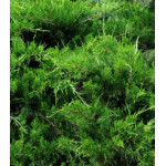 Можжевельник Китайский Mint Julep Можжевельник Китайский Mint Julep