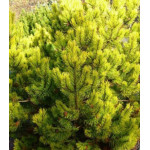 Сосна Горная Zundert Сосна Горная Zundert