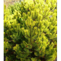 Сосна Горная Zundert