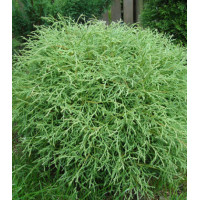 Туя Западная Mr. Bowling Ball