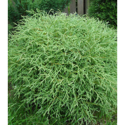 Туя Западная Mr. Bowling Ball