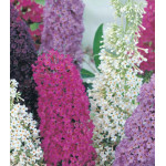 Буддлея Давиди, Смесь Буддлея Давиди, Смесь