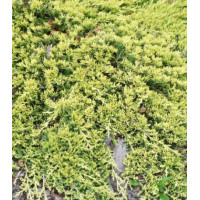 Можжевельник Горизонтальный Golden Carpet