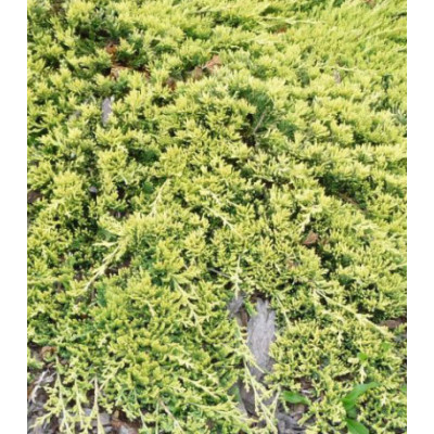 Можжевельник Горизонтальный Golden Carpet