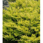 Можжевельн��к Горизонтальный Lime Glow Можжевельн��к Горизонтальный Lime Glow