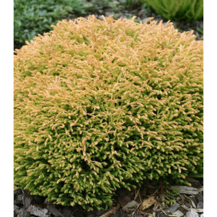 Туя Западная Golden Tuffet Туя Западная Golden Tuffet