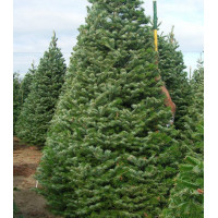 Пихта Борнмюллера