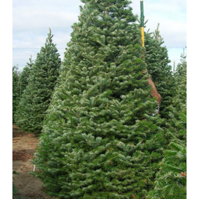 Пихта Борнмюллера