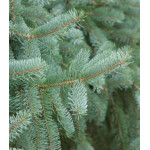 Ель Койямаи Ель Койямаи