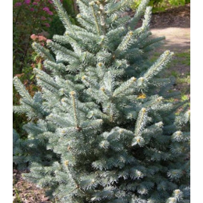 Пихта Горная Argentea