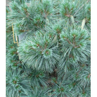 Сосна Веймутова Macopin