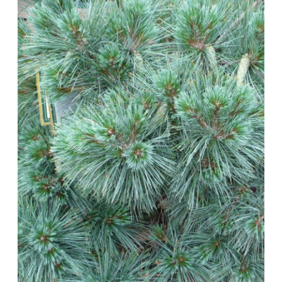 Сосна Веймутова Macopin